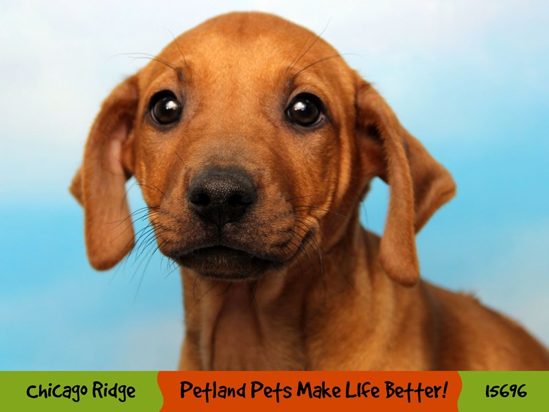 Rhodesian Ridgeback-DOG-Female-Red Wheaten-2913143-Petland Chicago
