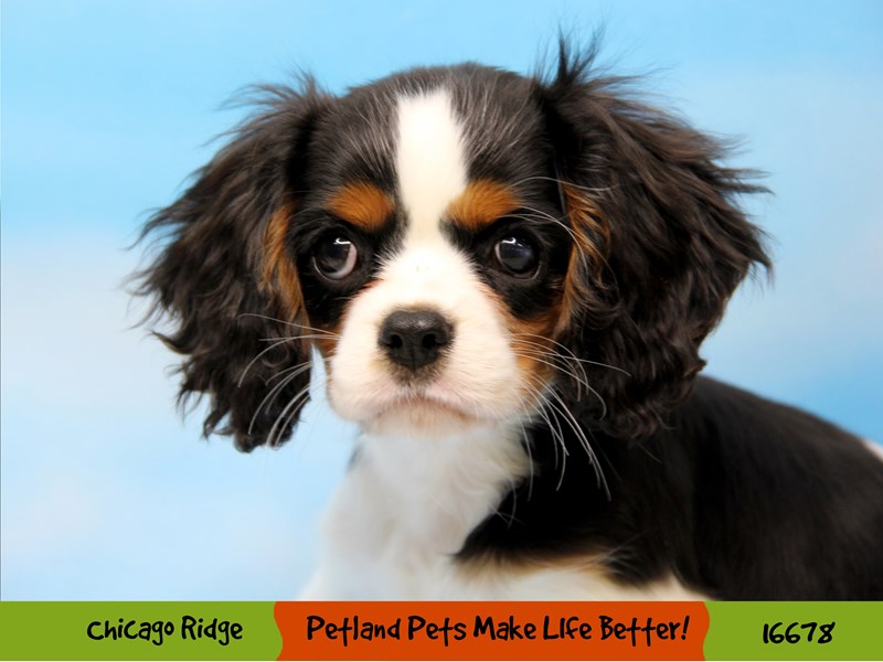 rescue cavalier king charles spaniel chicago