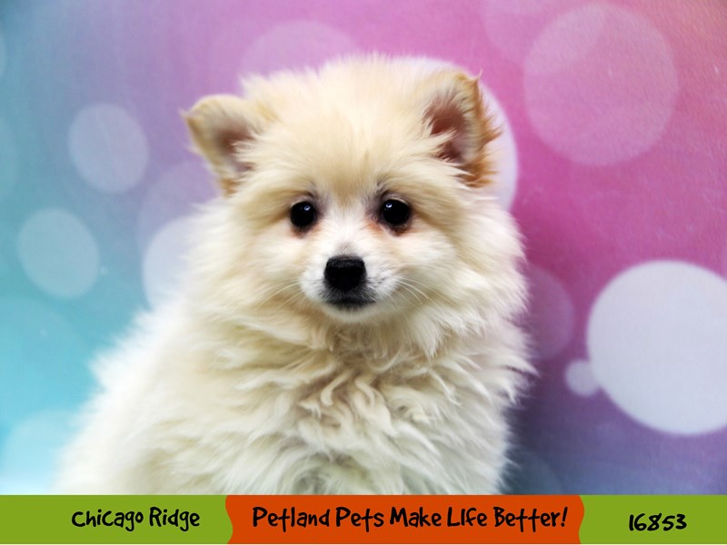 Pomeranian/American Eskimo-Female-Buff-3474580-Petland Chicago Ridge