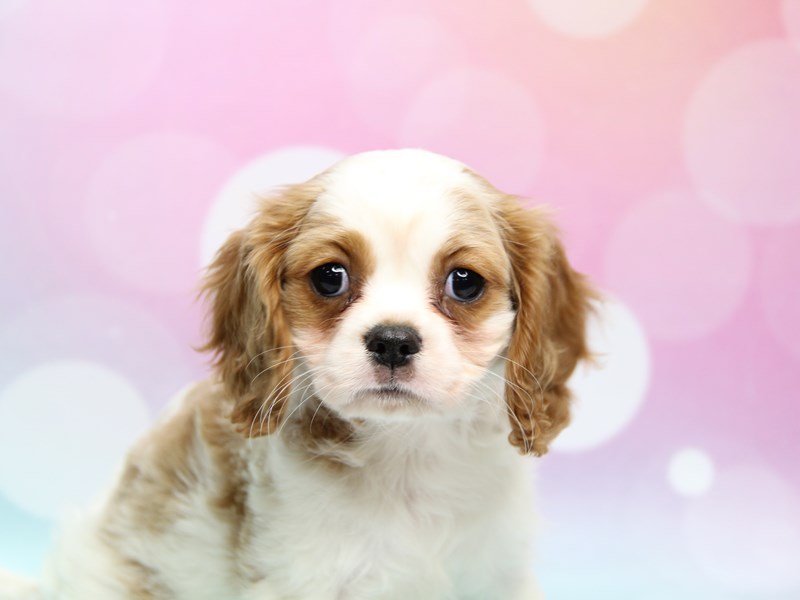 Cavalier King Charles Spaniel-DOG-Female-Ruby-3824935-Petland Dayton, Ohio